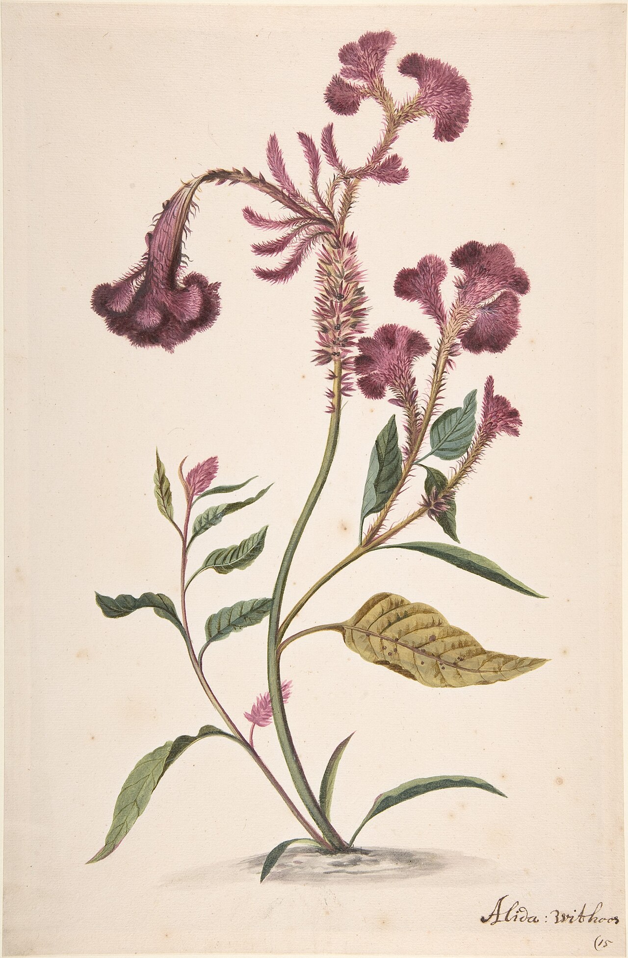 Study of a Hanekam (Celosia argentea) by Alida Withoos